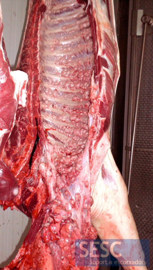 Canal de cerdo con lesiones tumorales.