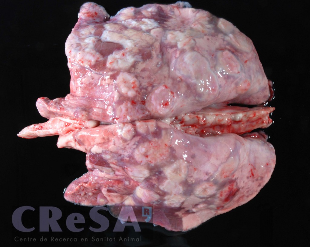 Pneumònia granulomatosa per tuberculosi en un pulmó de cabra. 