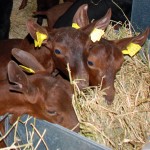 Goats, domestic reservoirs of bovine tuberculosis