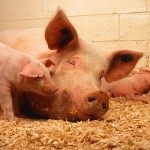 Els porcs, cocteleres virals