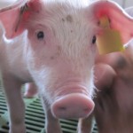 Buscando el circovirus porcino tipo 3 en cerdos domésticos y jabalís 