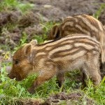African swine fever, not only an  African disease