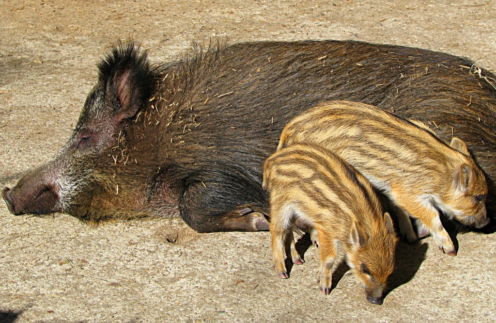 Wild boars act as ASFV reservoirs.