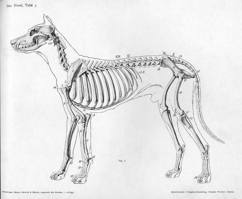 1280px-Dog_anatomy_lateral_skeleton_view