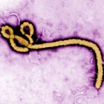 Comentarios virus-lentos (15): ¡Perro Ébola!