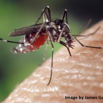 Viral comments (21): Dengue virus, another pathogen, now globalized, which knocks at our door