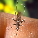 IRTA-CReSA will perform Zika virus surveillance in Tiger mosquitoes 