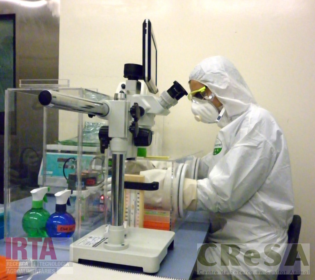 Treball al laboratori d'entomología de la unitat de bioconentció de nivell 3 del CReSA.