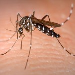Comentarios virus-lentos (23): Zika y semen, amistad puntual y peligrosa.