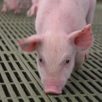 The use of antibiotics in pig farms may endanger public health? Study of the emergence of resistance.