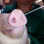 The nasal bacterial community of piglets may influence the subsequent development of Glässer’s disease