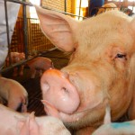 Senecavirus A: una infecció emergent del porc que causa malaltia vesicular i mortalitat del garrí?