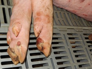 Úlceras cutáneas asociadas a la rotura de vesículas situadas en la zona del rodete coronario en una cerda (foto cedida pel Dr. D. Barcellos, UFRG, Brasil).