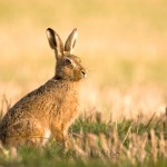 La liebre europea (Lepus europaeus) como reservorio potencial salvaje de pestivirus de rumiantes.