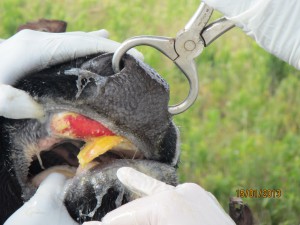 FMD lesions in the oral mucosa of a cow. Image: FAO.