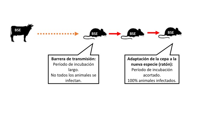 Figura 1: Adaptación de priones a una nueva especie. Leyenda: las flechas significan inoculaciones intracerebrales. Naranja: transmisión ineficiente. Rojo: transmisión eficiente (Haz clic en la imagen para hacerla más grande).