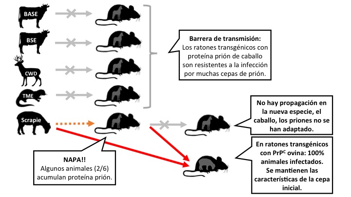 Figura 2: Algunos de los experimentos realizados con ratones transgénicos que expresan la proteína prión de caballo. El Scrapie es capaz de propagarse en estos ratones, pero sin adaptarse. En cambio retiene la capacidad de infectar de forma eficiente en ratones que expresan la proteína prión de oveja. Leyenda: las flechas significan inoculaciones intracerebrales. Gris: no hay transmisión. Naranja: transmisión ineficiente. Rojo: transmisión eficiente (haz clic en la imagen para hacerla más grande).