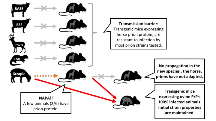 Figure 2: Some of the experiments performed with transgenic mice expressing the horse prion protein. Scrapie is able to propagate in these mice, but it does not adapt. Instead it retains the ability to efficiently infect mice that express the sheep prion protein. Legend: arrows represent intracerebral inoculations. Gray: no transmission. Orange: inefficient transmission. Red: efficient transmission (click on the image to make it larger).