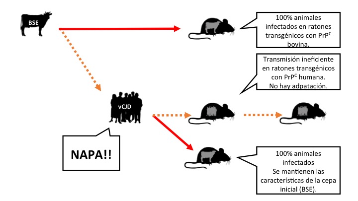 Figura 3: Hipótesis, basada en resultados de experimentos con ratones transgénicos que expresan la proteína prión de vaca o de persona y que postula que la BSE no se ha adaptado a la especie humana, pero es capaz de amplificar y acumularse se. vCJD: Variante de la enfermedad de Creutzfeldt Jakob (causada en personas por la ingesta de priones de vaca loca). Leyenda: las flechas significan inoculaciones intracerebrales. Naranja: transmisión ineficiente. Rojo: transmisión eficiente (Haz clic en la imagen para hacerla más grande).