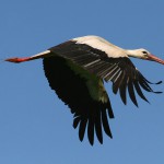 A case of highly pathogenic avian influenza has been detected in a Stork in Catalonia