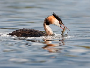 Capbussó emplomallat (Podiceps cistatus). Imatge: Mark Medcalf.