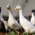 Comentarios virus-lentos (35): H5N8, residuo infeccioso eres, en residuo no infeccioso te convertirás