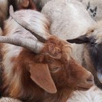 Of goats, sheep and tuberculosis