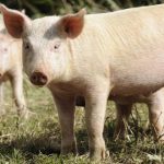 A significant step forward in the fight against african swine fever