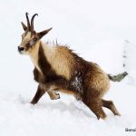 Why chamois go Blind?