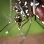 Aprovada la xarxa REARBOVIR per fer front a les malalties víriques transmeses per insectes