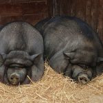 Will the smallest RNA molecule become the secret weapon to defeat the African swine fever virus?