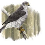 First detection of West Nile Virus in a bird of prey in Catalonia