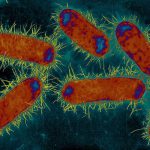 Resistencia a cefalosporinas en Escherichia coli de pollos de engorde, moscas y cigüeñas blancas