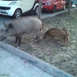 Streptococcus suis in wild boars from Barcelona: a potential public health risk