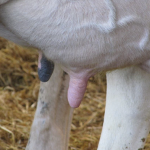 Aplicació de MALDI-TOF per a la identificació i diferenciació de patògens causants de mastitis a partir de mostres de llet i mostres no làcties