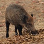 Tuberculosis bovina: retos y controversias (IV). El papel de la fauna silvestre