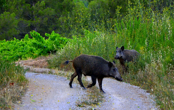 Jabalíes (Sus scrofa). Foto: Angela Llop (CC BY-SA 2.0)