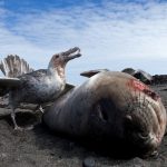 Pathogens scattered by humans in polar latitudes threaten Antarctic wildlife