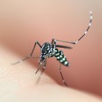 Created a sensor that identifies mosquito-borne diseases