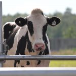 New diagnostics to detect contagious mastitis pathogens in different niches of cow udder