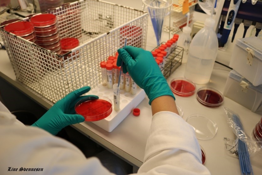 Cultivo de muestras bacterianas en el laboratorio.