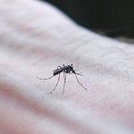 Available the Chikungunya, Dengue and Zika virus cases report in Catalonia during 2018
