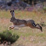 IRTA coordinates the group ‘MIXOlepus’ to face mixomatosis in the hare