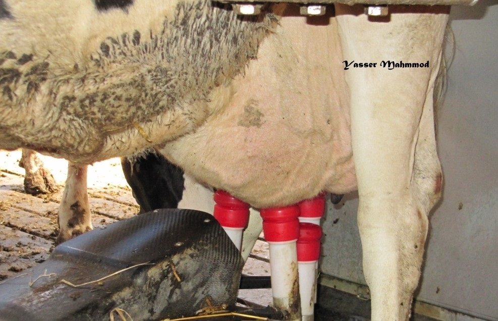 Automatic milking system. Photo: Yasser Mahmmod