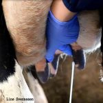 Las ubres de bovinos colonizadas con bacterias de mastitis tienen más riesgo de infección intramamària