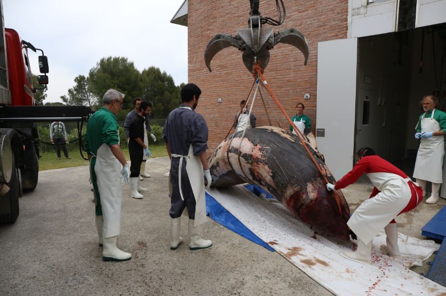 Equipo veterinario y técnico en el Edificio de Necrópsias de la UAB. 