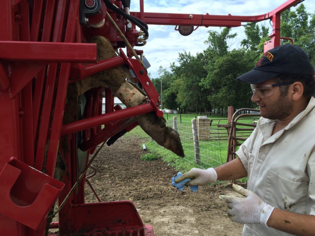 Examinando las lesiones de los pies en las vacas lecheras en una de las explotaciones lácteas ecológicas del estado de Minnesota, EEUU.