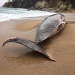 La ballena localizada en Tossa de Mar esta Semana Santa murió embestida por un barco