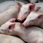 Breakthroughs in the development of the BA71ΔCD2 vaccine against African swine fever, as well as in the knowledge of the immunity associated with protection