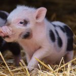 Eliminating treatment with antibiotics in piglets increases diversity in their nasal microbial and promotes a better health